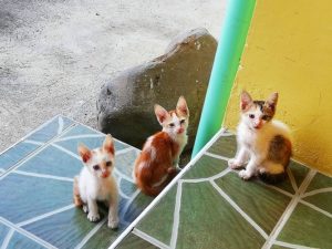 フィリピン　保護猫
